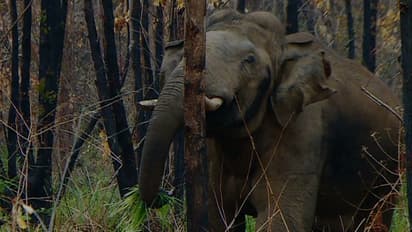 അരിക്കൊമ്പൻ: കേരളത്തിനെതിരെ പരാതിയുമായി തമിഴ്‌നാട്; മേഘമലയിൽ ഇന്നും സഞ്ചാരികൾക്ക് നിയന്ത്രണം