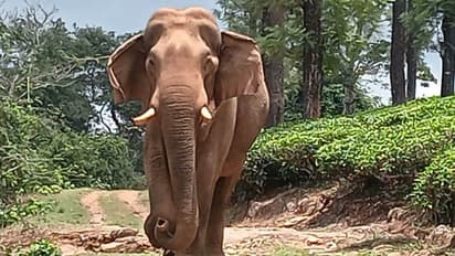 സീസണായാൽ മാങ്ങയും ചക്കയും തേടി കാടിറങ്ങും, കിട്ടിയില്ലെങ്കിലും പരിഭവമില്ല: ഇത് ചില്ലിക്കൊമ്പൻ