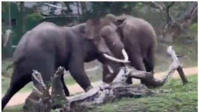 'ഭയം നട്ടെല്ലില് അരിച്ചിറങ്ങും'; കൊമ്പന്മാരുടെ ഏറ്റുമുട്ടല് വീഡിയോ വൈറല്