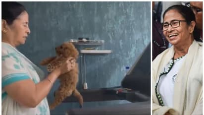 'ട്രെഡ്മില്ലും പട്ടിക്കുട്ടിയും പിന്നെ....'; മമതാ ബാനർജിയുടെ വർക് ഔട്ട് ഇങ്ങനെ!!