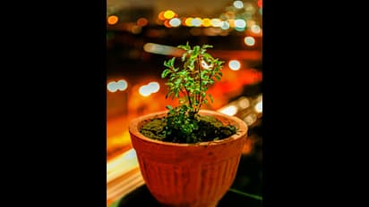 ತುಳಸಿ ಗಿಡದಲ್ಲಿನ ಈ ಬದಲಾವಣೆ ಮುಂಬರುವ ಅಪಾಯದ ಸೂಚನೆ