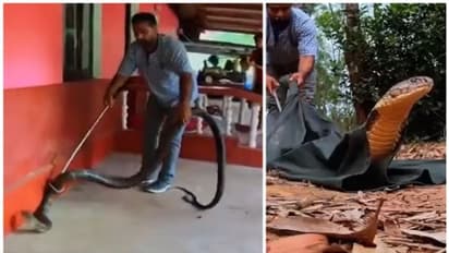 കാറിനടിയില്‍ ഒളിച്ചിരുന്നത് 15 അടി നീളമുള്ള രാജവെമ്പാല;  വീഡിയോ വീണ്ടും വൈറലാകുന്നു