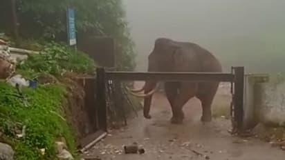 മുന്നിൽ 'പടയപ്പ', മൂന്നാറിൽ ശുചീകരണത്തൊഴിലാളികൾ പ്ലാന്റിനുളളിൽ കുടുങ്ങി