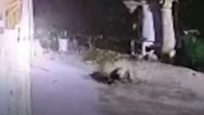 ആറടി ഉയരമുള്ള മതില്കെട്ടിനുള്ളിലെ നായയെ ചാടിക്കടന്ന് കടിച്ചെടുത്ത് പാഞ്ഞ് പുള്ളിപ്പുലി