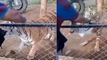 കൂട്ടിൽ കയ്യിട്ട് കടുവയെ ലാളിക്കാൻ ശ്രമിച്ചു, പിന്നെ നടന്നത്...