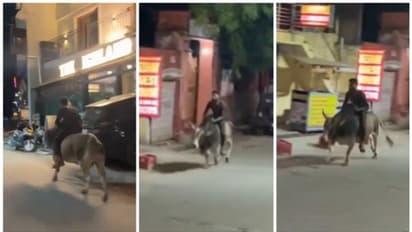 മദ്യലഹരിയില് കാളപ്പുറത്തൊരു 'റൈഡ്;' ഒടുവില് പോലീസിന് മുന്നില് മാപ്പ് പറച്ചില്, വൈറല് വീഡിയോ!