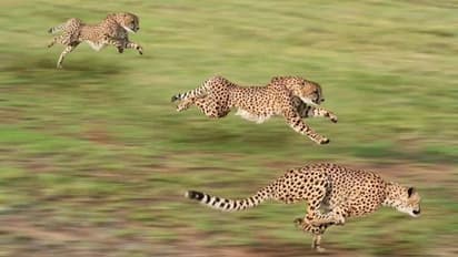 సంభోగం సమయంలో తీవ్ర గాయాలు..! తేజస్ మరణానికి అసలు కారణమదేనా..?