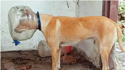 വെള്ളംകുടിക്കവെ തല കുടുങ്ങി, നായയുടെ ദുരവസ്ഥയിൽ നാട്ടുകാരുടെ രക്ഷിക്കൽ ശ്രമവും വിജയിച്ചില്ല; ഇനി ഒരേ ഒരു വഴി!