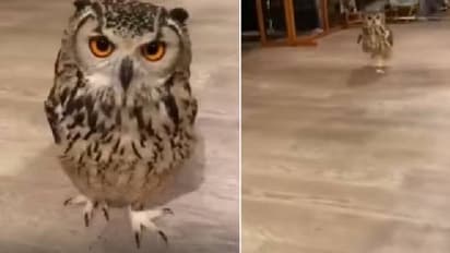 Viral video: ക്യാമറയ്ക്ക് നേരെ ഓടിവരുന്ന മൂങ്ങ, വൈറലായി വീഡിയോ