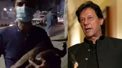 ലാഹോറില്‍ സൈനിക ഉദ്യോഗസ്ഥന്‍റെ വീട്ടില്‍ നിന്ന് മയിലുകളെ അടക്കം കൊള്ളയടിച്ച് ഇമ്രാന്‍ ഖാന്‍ അനുകൂലികള്‍