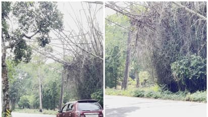 ഉണങ്ങി ദ്രവിച്ച മുളകള് തൂങ്ങി നില്ക്കുന്നു; ദേശീയപാതയില് ബത്തേരി - മുത്തങ്ങ റൂട്ടില് അപകടം പതിയിരിക്കുന്നു