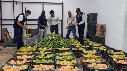 கோவையில் ரசாயனத்தால் பழுக்கவைக்கப்பட்ட 25 டன் மாம்பழங்கள் அழிப்பு