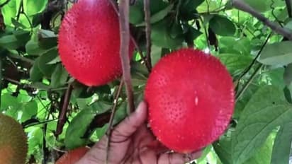 വിഴിഞ്ഞത്ത് 3 സെന്‍റിലെ വാടക വീട്ടിലെ ടെറസില്‍ വിളഞ്ഞ് 'സ്വര്‍ഗത്തിലെ പഴം'