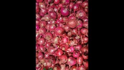 ಈರುಳ್ಳಿ ಬೇಗ ಕೊಳೆವುದನ್ನು ತಪ್ಪಿಸಲು ವಿಕಿರಣ ಚಿಕಿತ್ಸೆ; ಗಾಮಾ ಕಿರಣ ಹರಿಸಿ ಆಯಸ್ಸು ಹೆಚ್ಚಿಸಲು ಪ್ಲ್ಯಾನ್‌