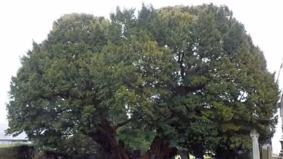 உலகின் மிகவும் பழமையான 7 மரங்கள் இவைதான்.. பலருக்கும் தெரியாத சுவாரஸ்ய தகவல்