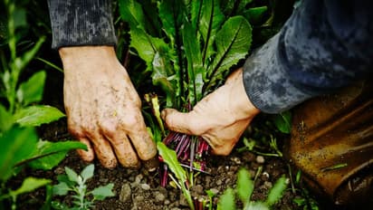 ఈ కూరగాయలను మీ గార్డెన్ లోనే పండించవచ్చు..!