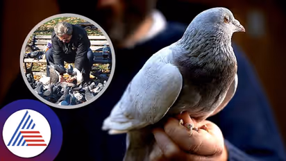 Astrology Tips:  ಪಾರಿವಾಳಕ್ಕೆ ಇಂದೇ ಈ ಆಹಾರ ತಿನ್ನಿಸಿದ್ರೆ ಹಣದ ಹೊಳೆ ಹರಿಯೋದು ಗ್ಯಾರಂಟಿ