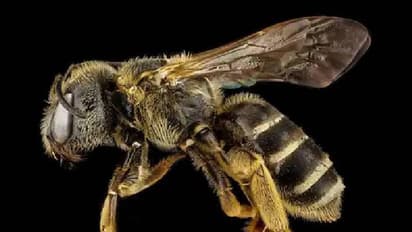 നിയന്ത്രണം വിട്ട ബസ് തേനീച്ചക്കൂട്ടിൽ ഇടിച്ചു; കൊലയാളി തേനീച്ചകളുടെ ആക്രമണത്തിൽ ആറുപേർ കൊല്ലപ്പെട്ടു