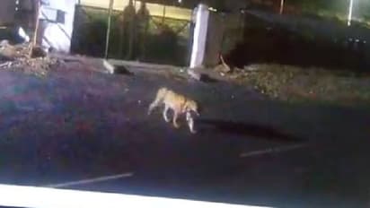 Viral video: ആർമി വാർ കോളേജ് ക്യാംപസിൽ ചുറ്റിക്കറങ്ങി കടുവ!