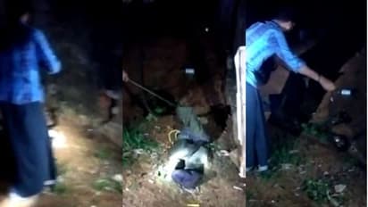 വീട്ടിലേക്ക് ഇഴഞ്ഞെത്തി രാജവെമ്പാല, ബഹളത്തിനൊടുവില് കുളിമുറിയില് കുടുങ്ങി; ഒടുവില് പിടിയില്