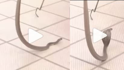 കർണാടകയിൽ ബിജെപി ഓഫീസിൽ പാമ്പ് കയറി