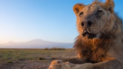 ലോകത്തിലെ ഏറ്റവും പ്രായം ചെന്ന സിംഹത്തിലൊന്ന്, ലൂങ്കിറ്റോയുടെ മരണം റിപ്പോർട്ട് ചെയ്തു