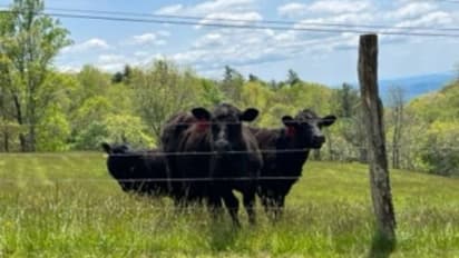 പ്രതിയെ കണ്ടെത്താൻ സഹായിച്ചത് പശുക്കൾ, പൊലീസിലെടുത്താലോ? വൈറലായി പൊലീസിന്റെ ഫേസ്ബുക്ക് പോസ്റ്റ്