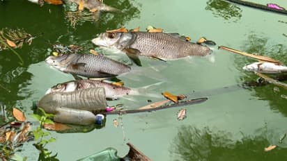 കവടിയാറിൽ കോർപറേഷൻ കുളത്തിൽ മീനുകൾ ചത്തുപൊങ്ങി; ദുർഗന്ധം സഹിക്കാനാവാതെ ജനം ദുരിതത്തിൽ