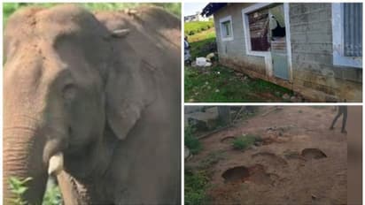 വീണ്ടും നാട്ടിലിറങ്ങി; അരിക്കൊമ്പൻ തമിഴ്നാട്ടിൽ റേഷൻകട ആക്രമിച്ചു  