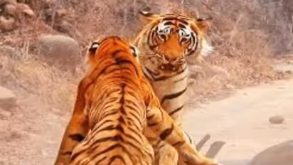 ആൺകടുവ സ്വന്തമാക്കിയ ഇരയ്ക്ക് വേണ്ടി പെൺകടുവയുടെ ശ്രമം, പിന്നെ നടന്നത് പൊരിഞ്ഞ പോരാട്ടം, വീഡിയോ വൈറൽ