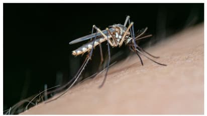 ഡെങ്കിപ്പനിക്കെതിരെ ജാഗ്രത നിർദ്ദേശം; എറണാകുളം, തിരുവനന്തപുരം ഉള്പ്പെടെയുള്ള ജില്ലകൾക്ക് മുന്നറിയിപ്പ്