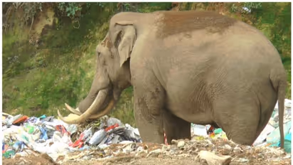 'പടയപ്പ' പ്ലാസ്റ്റിക് മാലിന്യം ഭക്ഷിക്കുന്നത് തടയണം; ആവശ്യവുമായി ആനപ്രേമികൾ