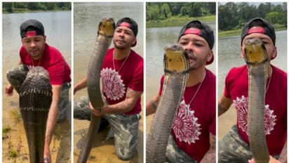 12 അടി നീളമുള്ള രാജവെമ്പാലയ്ക്ക് ഉമ്മ കൊടുത്ത് യുവാവ്;  ചങ്കിടിപ്പേറ്റുന്ന വീഡിയോ ! 