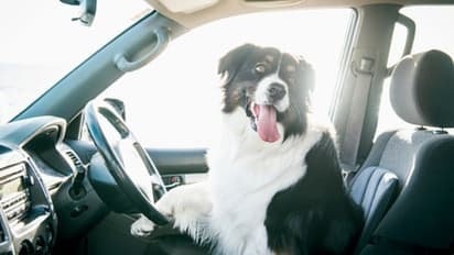 അമിത വേഗത്തിലെത്തിയ ആഡംബര കാറിന്‍റെ ഡ്രൈവിംഗ് സീറ്റില്‍ നായ, യുവാവിന്‍റെ കുതന്ത്രം പിടികൂടി പൊലീസ്