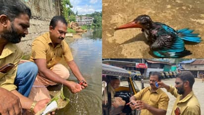 എലിക്ക് വച്ച പശക്കെണിയില്‍ കുടുങ്ങിയത് പൊന്മാന്‍, രക്ഷകരായി ഓട്ടോ ഡ്രൈവര്‍മാര്‍