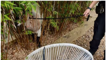 കയറുപോട്ടിച്ച് റോഡിലിറങ്ങി; പോലീസിനെയും യാത്രക്കാരെയും ഒരു പോലെ വലച്ച് ഹൂഡിനി