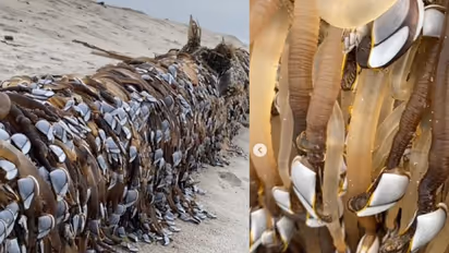 ಮುಂಜಾನೆ ವಾಕ್‌ಗೆ ಬೀಚ್‌ಗೆ ಹೋದ ಮಹಿಳೆಗೆ ಶಾಕ್‌... ಅಲ್ಲೇನಿತ್ತು ನೋಡಿ