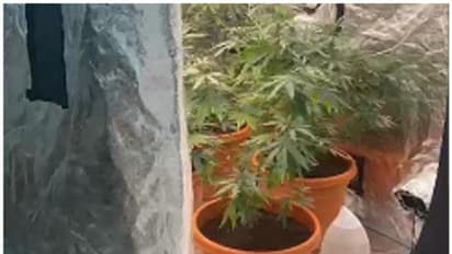 താമസ സ്ഥലത്ത് കഞ്ചാവ് വളര്‍ത്തി; യുഎഇയില്‍ ഒരുകൂട്ടം പ്രവാസികള്‍ അറസ്റ്റില്‍