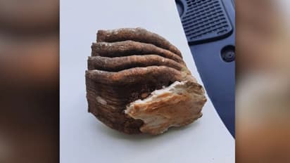 സുഹൃത്തിന്റെ സഹപാഠിക്ക് ലിഫ്റ്റ് കൊടുത്തു, ബാഗില് ആനപ്പല്ല്; വിനോദസഞ്ചാരികള് പിടിയില്