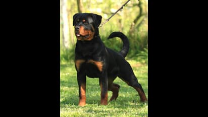 కుక్కకు వైద్యం.. ఈ  డాక్టర్ ట్రీట్మెంట్ కి ఎవరైనా ఫిదా అవ్వాల్సిందే..!