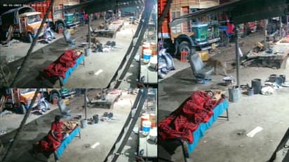 ನಾಯಿನ ಹೊತ್ತೊಯ್ದ ಚಿರತೆ: ಸೆಖೆ ಅಂತ ಹೊರಗೆ ಮಲಗಿದ್ದವ ಜಸ್ಟ್ ಎಸ್ಕೇಪ್