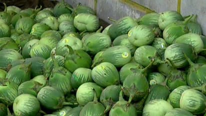 ಉಡುಪಿ: ತಡವಾದ ಮಳೆ, ಮಟ್ಟು ಗುಳ್ಳ ಉತ್ತಮ ಇಳುವರಿ, ರೈತರು ಫುಲ್ ಖುಷ್..!