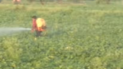 നാടൻ മദ്യം വാങ്ങി വെള്ളം മിക്സ് ചെയ്ത് വിളകളിൽ തളിക്കും, വിള കൂട്ടാൻ പുതിയ മാർ​ഗങ്ങളുമായി കർഷകർ!