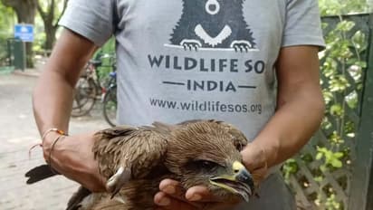 பிரதமர் அலுவலக வளாகத்தில் இரண்டு பருந்துகள்; அலறிய பாதுகாப்பு அதிகாரிகள்; காரணம் என்ன?