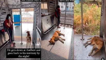 ದಿನವೂ ಲೋಕಲ್ ರೈಲಲ್ಲಿ ಸಂಚರಿಸುವ ಶ್ವಾನ: ವೀಡಿಯೋ ವೈರಲ್
