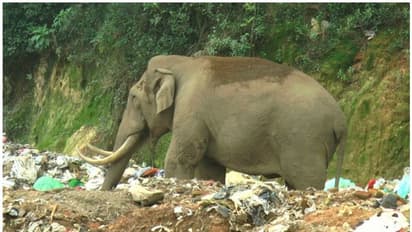 'പടയപ്പ'യെ തുരത്താൻ നടപടികളുമായി വനംവകുപ്പ്; മാലിന്യ പ്ലാന്‍റിന് ചുറ്റും കമ്പിവേലി കെട്ടും