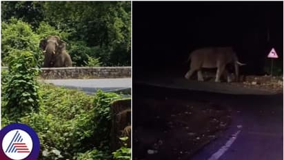 ಚಾರ್ಮಾಡಿ ಘಾಟ್‌ ರಸ್ತೆಯಲ್ಲಿ ಕಾಡಾನೆ ಪ್ರತ್ಯಕ್ಷ: ಕೂದಲೆಳೆ ಅಂತರದಲ್ಲಿ ಕೆಎಸ್‌ಆರ್‌ಟಿಸಿ ಬಸ್‌ ಪಾರು