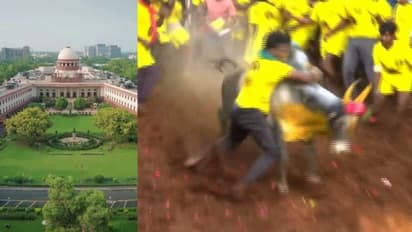 ജെല്ലിക്കെട്ടിന് പൂട്ടില്ല, തമിഴ് സംസ്കാരത്തിന്റെ അവിഭാജ്യ ഘടകമെന്ന് സുപ്രീംകോടതി,നിയമഭേദഗതി നിലനില്ക്കും