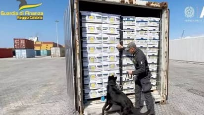 വാഴപ്പഴത്തിനുള്ളിൽ കൊക്കെയ്ൻ ഒളിപ്പിച്ച് കടത്താൻ ശ്രമം, മണത്തുപിടിച്ചു പൊലീസ് നായ 