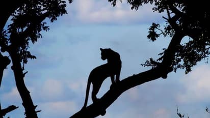 എരുമേലിയിൽ വന്യജീവി ആക്രമണത്തിൽ വളർത്തുമൃഗങ്ങൾ ചത്തു, ആക്രമിച്ചത് പുലിയെന്ന് നാട്ടുകാർ